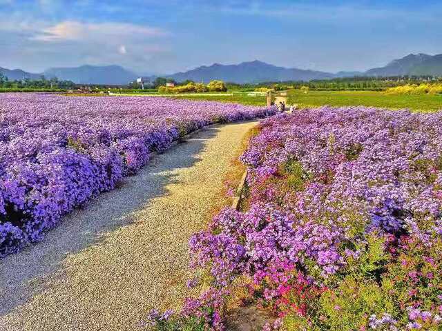 十三陵旁隐藏的花海竟有这么美