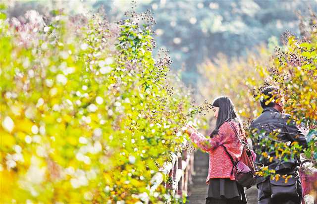 重庆推出200余项秋季旅游主题活动