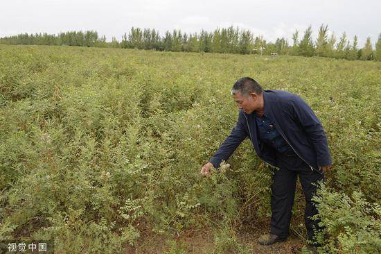 库布齐沙漠曾沙化严重，如今种植甘草，治理沙化的同时给农牧民带来经济效益@视觉中国