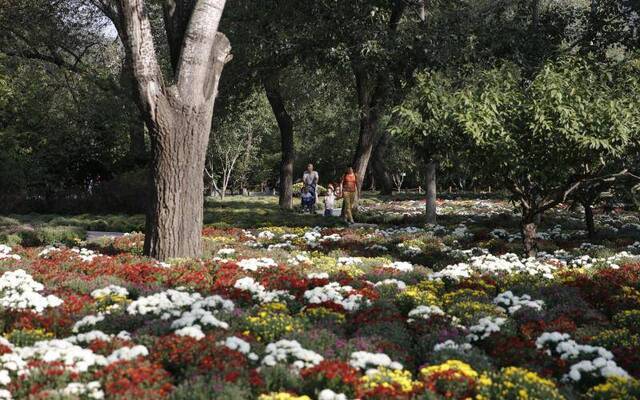 北京植物园市花展国庆开幕，40万鲜花将汇成“花海”