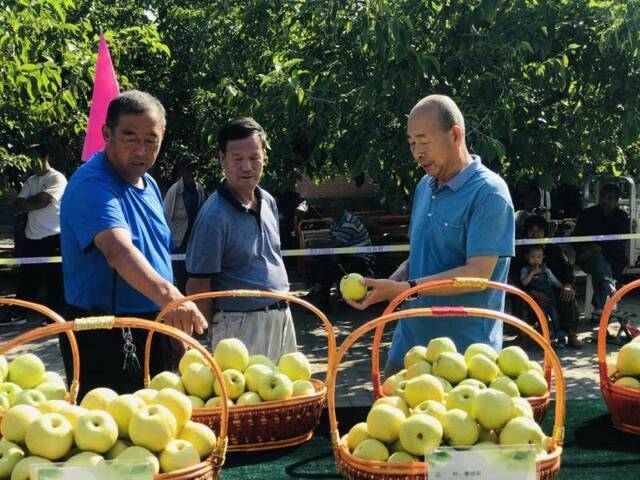 大梨可口多汁哪家强？“梨园子弟”一决高下