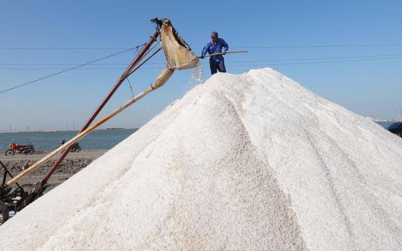 现场目击丨丰收不只有稻穗的金黄 还有雪白的“盐”色