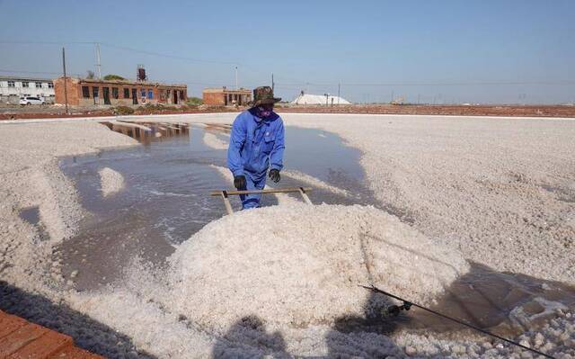 现场目击丨丰收不只有稻穗的金黄 还有雪白的“盐”色