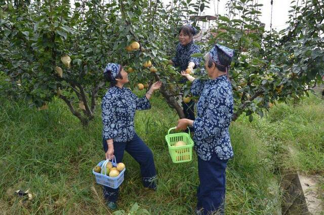 盘点四地“梨王” 极品秋梨为什么这么好吃