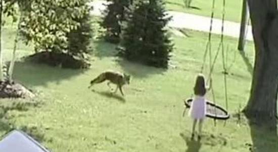 女孩和土狼对峙的监控画面（图源：youtube）