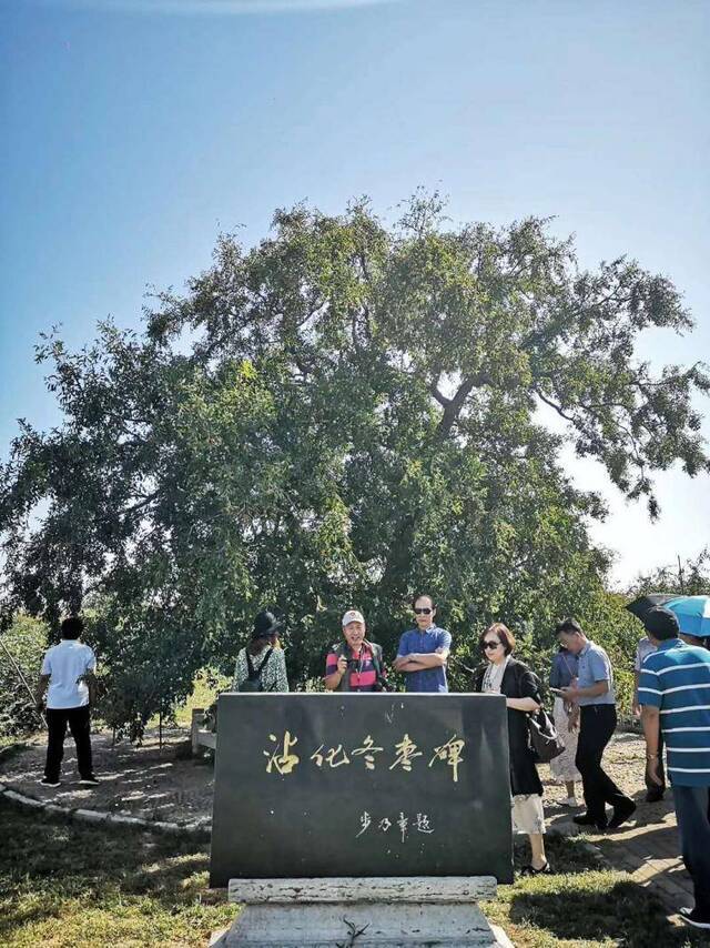 黄河三角洲有棵300岁的冬枣树