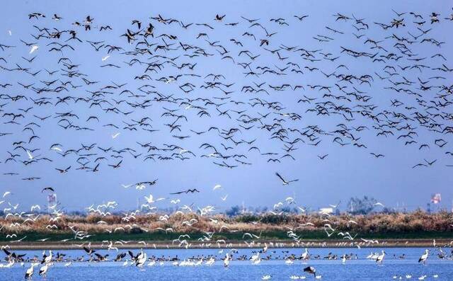 江西拟定“白鹤”为省鸟 将举办鄱阳湖国际观鸟节