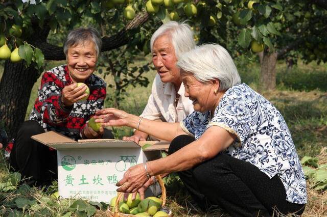 黄土坎鸭梨丰收510万公斤采摘季历时一个月