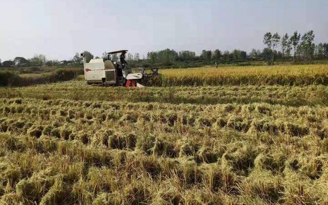 湖北随县水稻遭遇罕见干旱 紧急调水保住一半收成