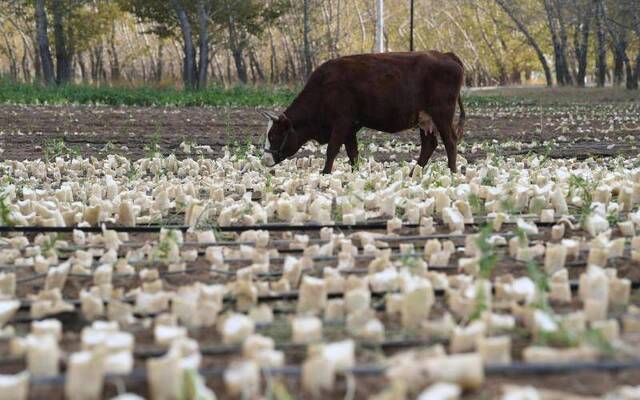 太可惜！200亩白萝卜成牛羊美餐