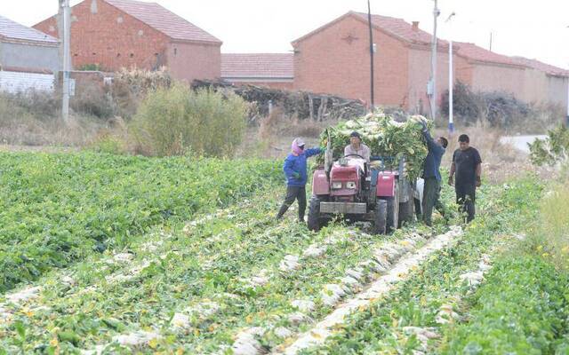 太可惜！200亩白萝卜成牛羊美餐