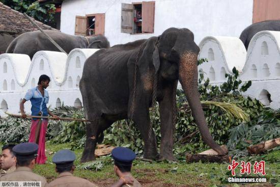 斯里兰卡中部4头大象死亡 警方怀疑村民下毒