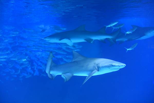 这个国庆来瞧瞧三十余条鲨鱼亮相南京海底世界