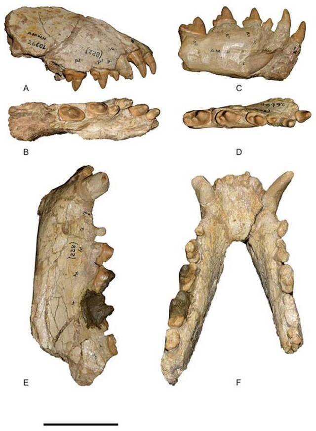 巨颌戈壁犬Gobicyon macrognathus（江左其杲供图）