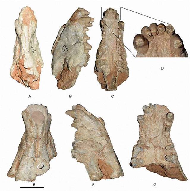 尖齿戈壁犬Gobicyon acutus sp. nov（江左其杲供图）