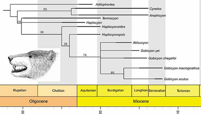 戈壁犬的系统发育树及复原图（江左其杲供图）