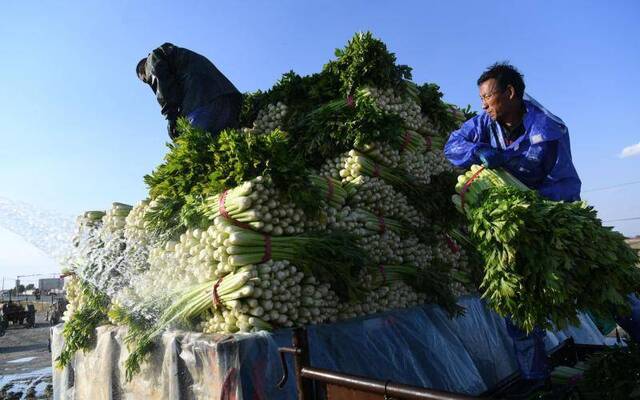 降温在即，多家企业商超有意助销尚义芹菜