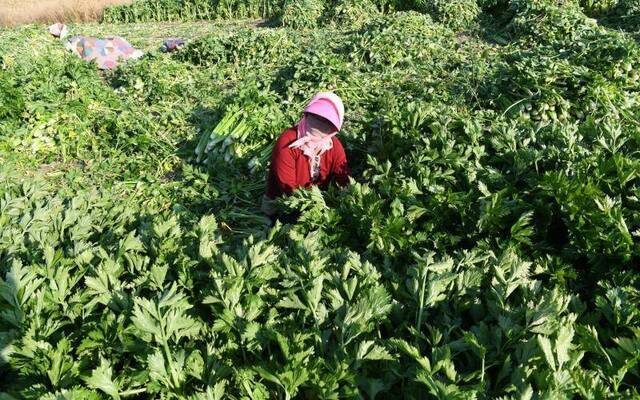 降温在即，多家企业商超有意助销尚义芹菜