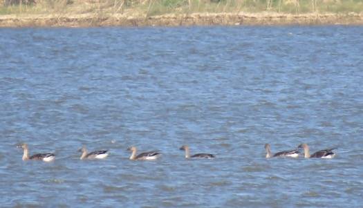 首批候鸟飞抵鄱阳湖 同比去年早了5天