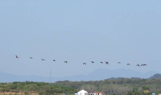 首批候鸟飞抵鄱阳湖 同比去年早了5天