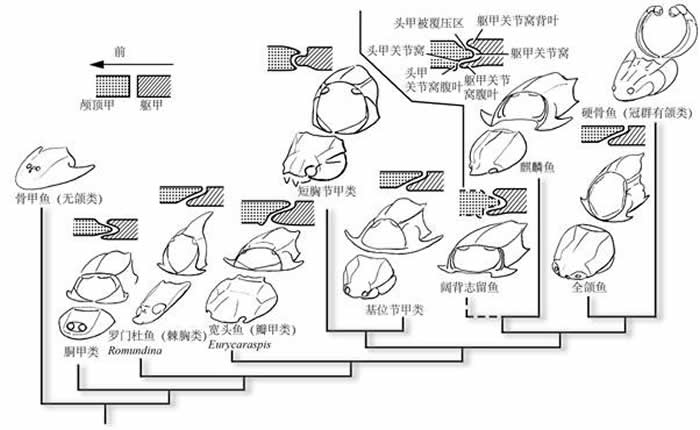 早期有颌脊椎动物外骨骼头颈关节分解图和断面图，示外骨骼头颈关节的特征演化。在目前的早期有颌脊椎动物系统演化框架下，外骨骼头颈关节的形态经历了多次平行和反转演化，