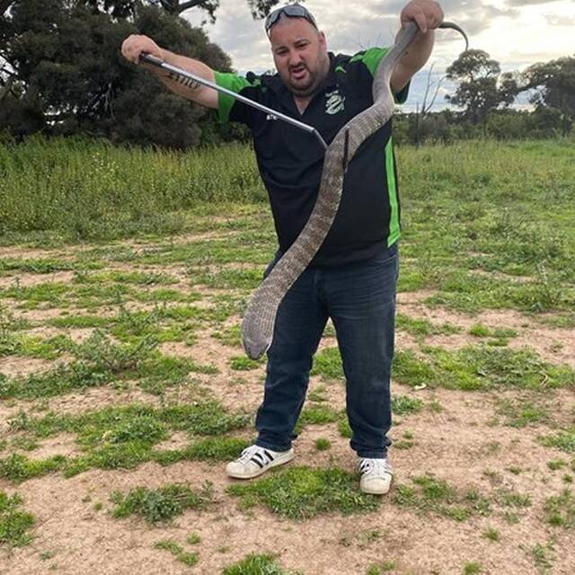 澳洲墨尔本市区世界最上最毒的“虎蛇”洞中缠绵被抓女友趁乱逃走