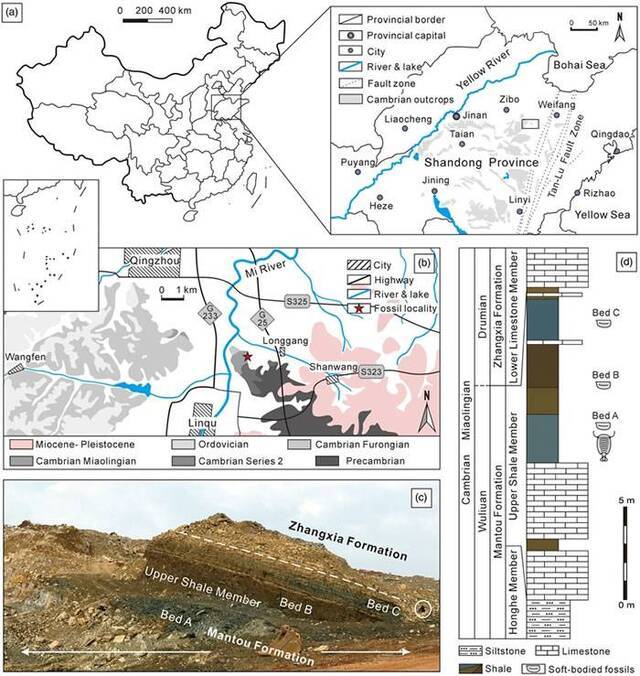 西德尼虫产地龙岗剖面的地理位置与地层信息