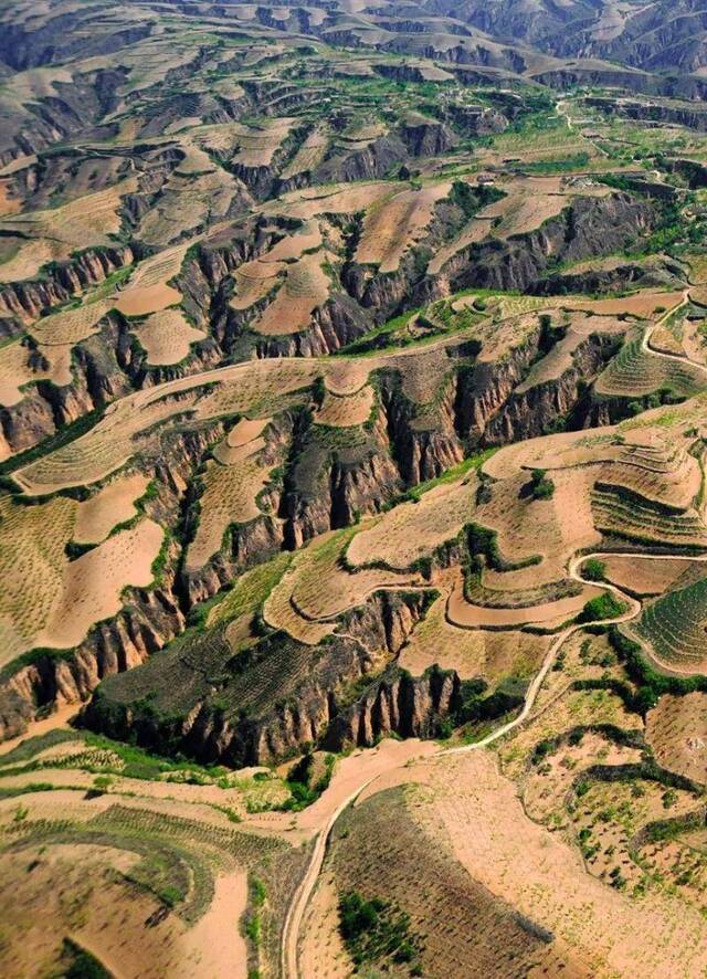 黄土高原上的绿色，摄影师@许兆超/星球研究所