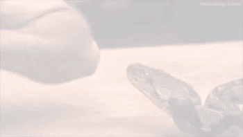 科学家为拍科教片献上胳膊肘 让蟒蛇猛咬一口(图)
