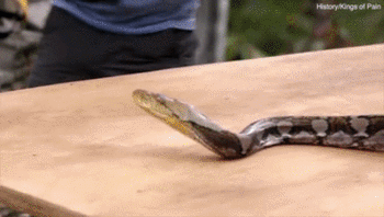 科学家为拍科教片献上胳膊肘 让蟒蛇猛咬一口(图)