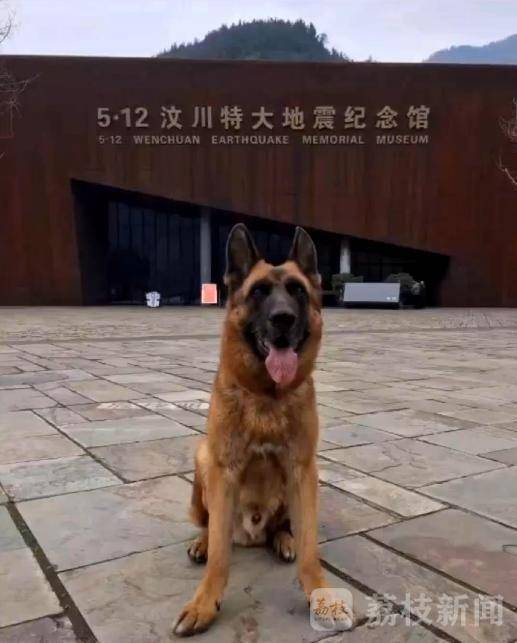 追忆我们的朋友功勋搜救犬沈虎 愿在天堂没有病痛