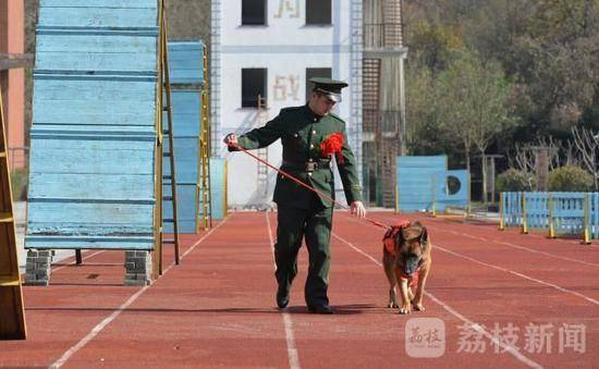 追忆我们的朋友功勋搜救犬沈虎 愿在天堂没有病痛