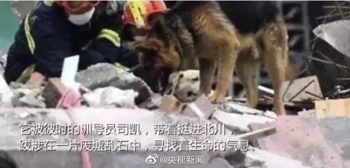 汶川地震最后一只搜救犬离世 仅汶川一役救出15人