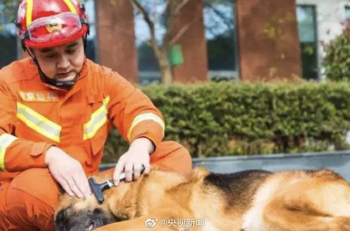 汶川地震最后一只搜救犬离世 仅汶川一役救出15人