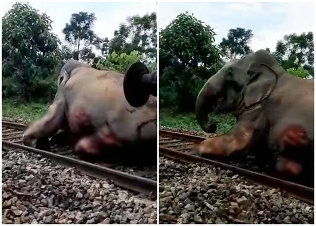 印度西孟加拉邦大象穿越铁轨时被火车撞至皮开肉绽痛苦挣扎爬离令人心碎