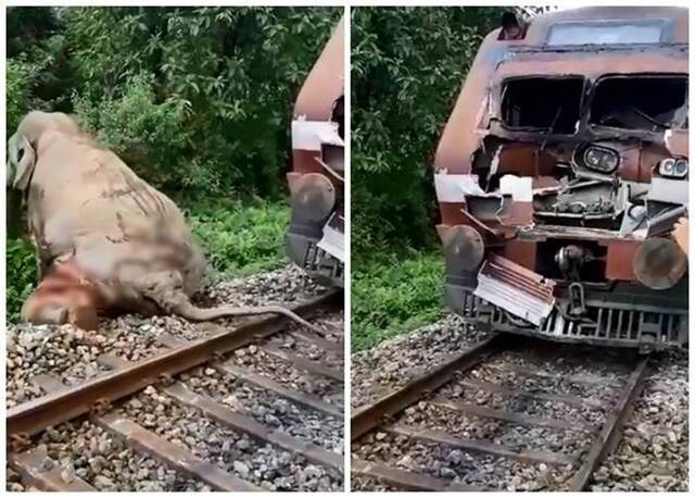 印度西孟加拉邦大象穿越铁轨时被火车撞至皮开肉绽痛苦挣扎爬离令人心碎