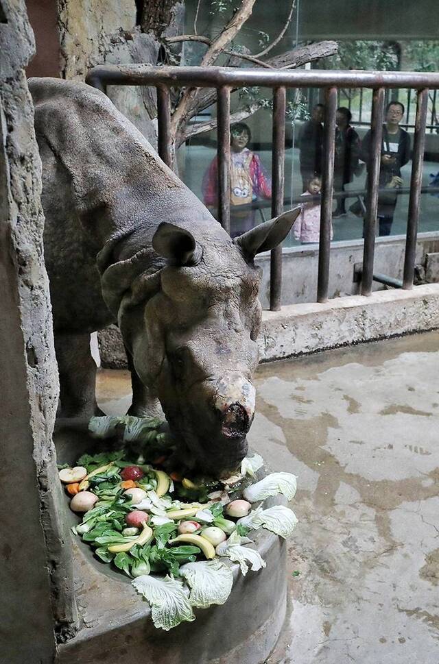 北京动物园开展科普活动 老年动物享受重阳节“关怀”