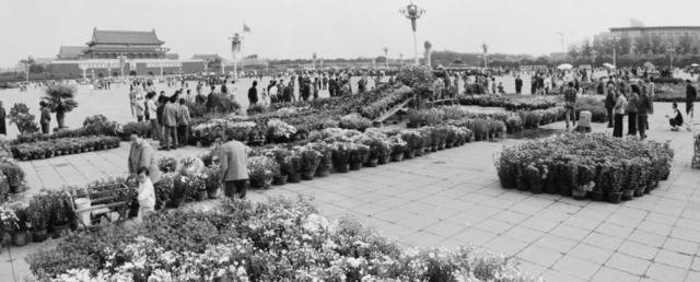 1986年，国庆节前夕，园林工人在天安门广场布置“孔雀开屏”花坛。王振民/摄
