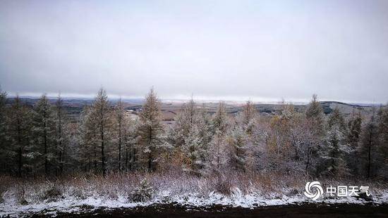 下雪了 河北承德塞罕坝林场迎来今秋首场降雪(图)