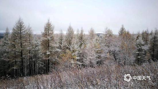 下雪了 河北承德塞罕坝林场迎来今秋首场降雪(图)