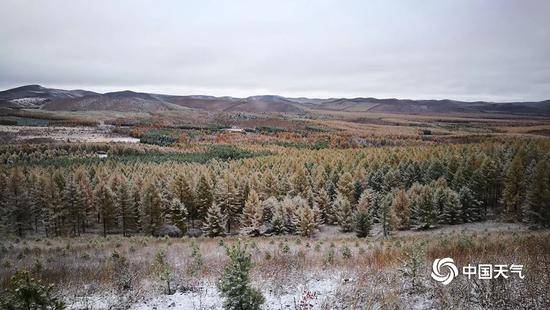 下雪了 河北承德塞罕坝林场迎来今秋首场降雪(图)