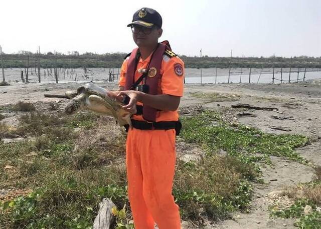 台湾彰化县王功海滩一级保育类绿海龟被困海巡人员助重回大海