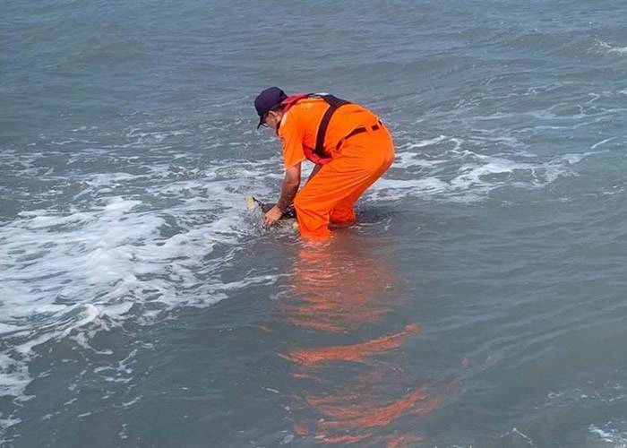 台湾彰化县王功海滩一级保育类绿海龟被困海巡人员助重回大海