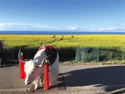 周浩在青海湖旁遇到的白色牦牛。