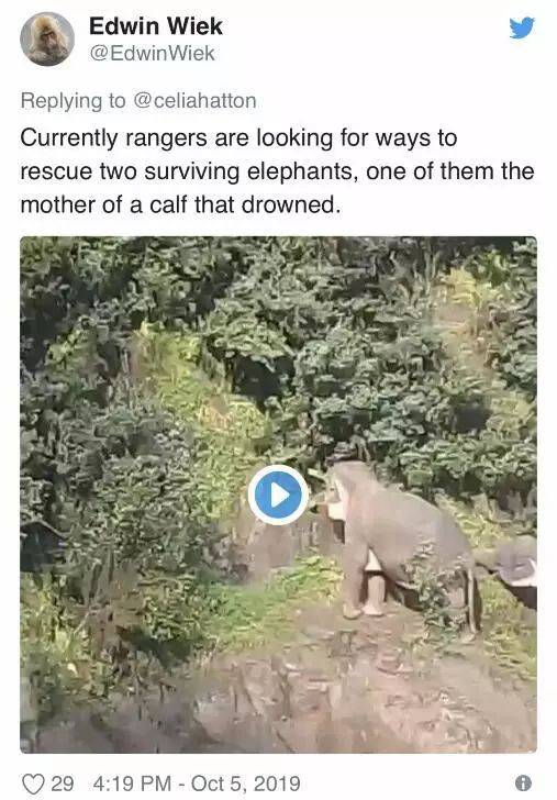 外媒:泰国小象跌落瀑布 5头大象为救它也跌落死亡