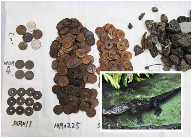 日本名古屋东山动植物园鳄鱼误把钱币当石头吞食尸藏330枚硬币