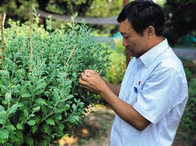 天坛公园菊花展持续至11月中旬