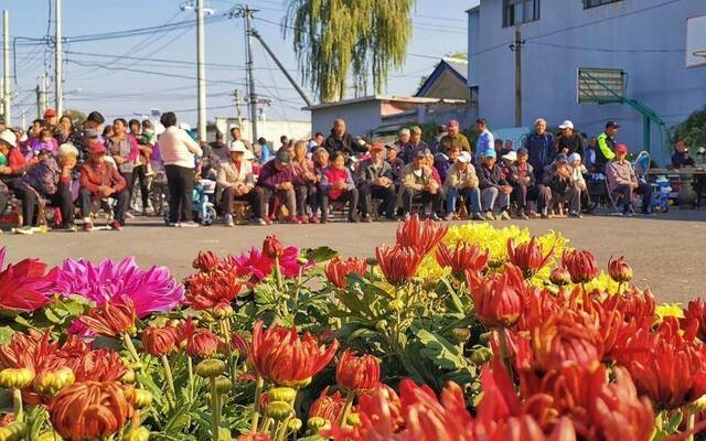 重阳节来平谷 不仅有大桃还有菊花村