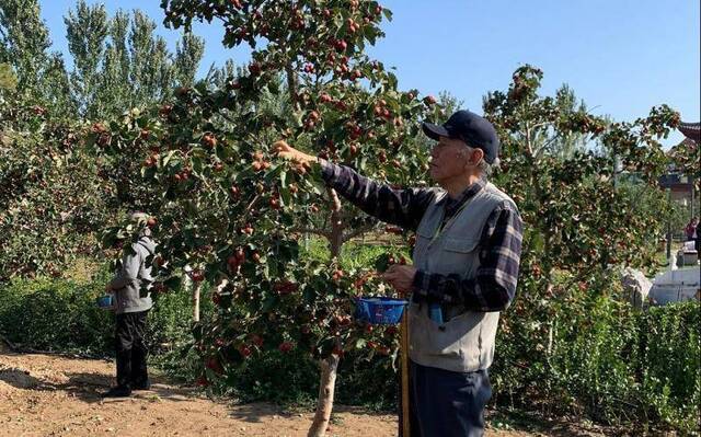 重阳节700多名老人赴北七家镇快乐采摘