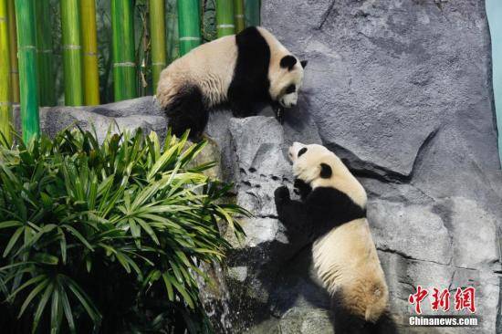 加拿大卡尔加里动物园为中国熊猫龙凤胎宝宝举办欢送活动